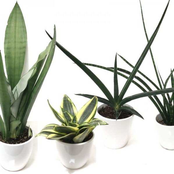 Harmonyサンスベリア5点 Harmonyサンスベリア5点 Harmonyサンスベリア5点 サンスベリア 5号