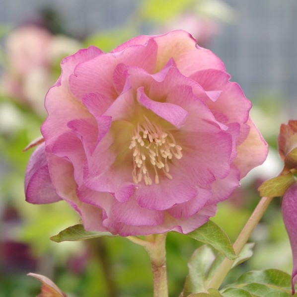 クリスマスローズ 伊勢みやび 3.5号 琴音｜山野01-D1 | 草花