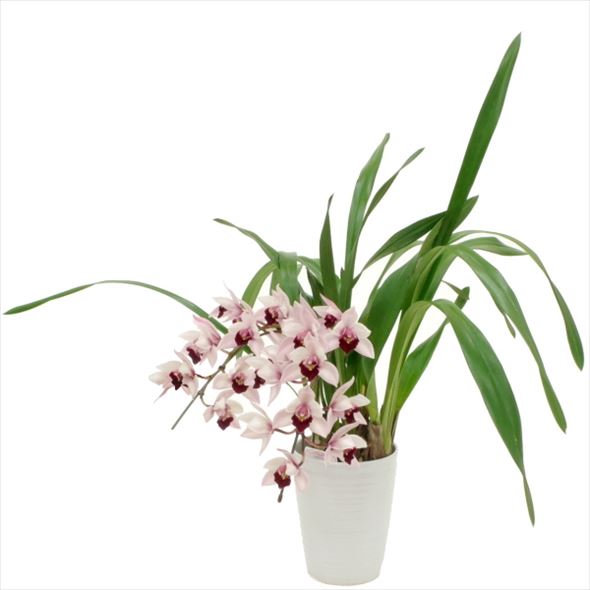 テーブルシンビジューム ピノノワール 2本立アーチ 5号 ※お届けに10日