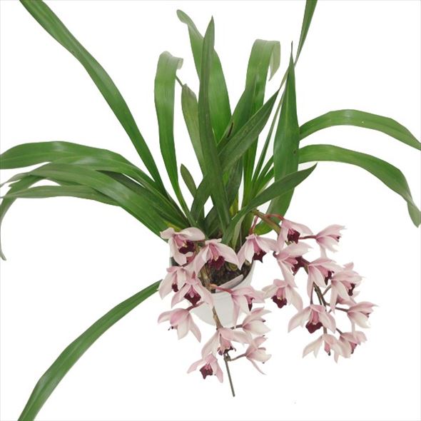 テーブルシンビジューム ピノノワール 2本立アーチ 5号 ※お届けに10日