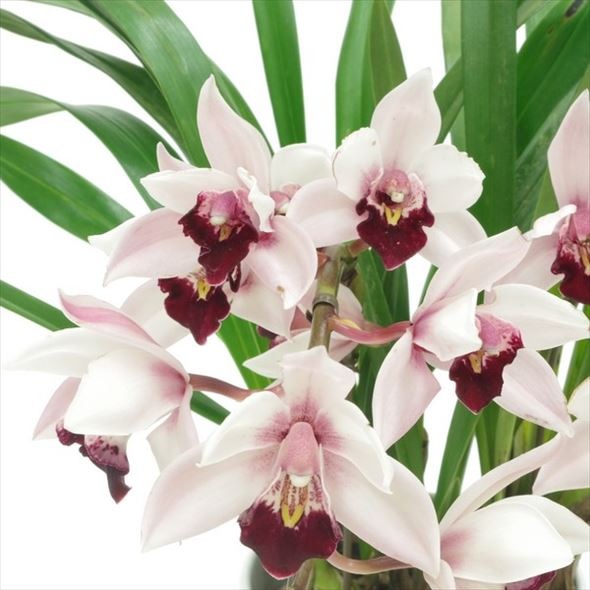 テーブルシンビジューム ピノノワール 2本立アーチ 5号 ※お届けに10日