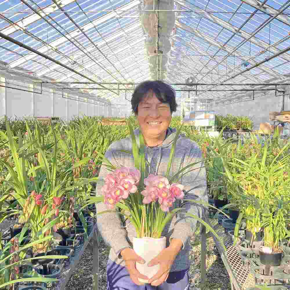 テーブルシンビジューム ピノノワール 2本立アーチ 5号 ※お届けに10日