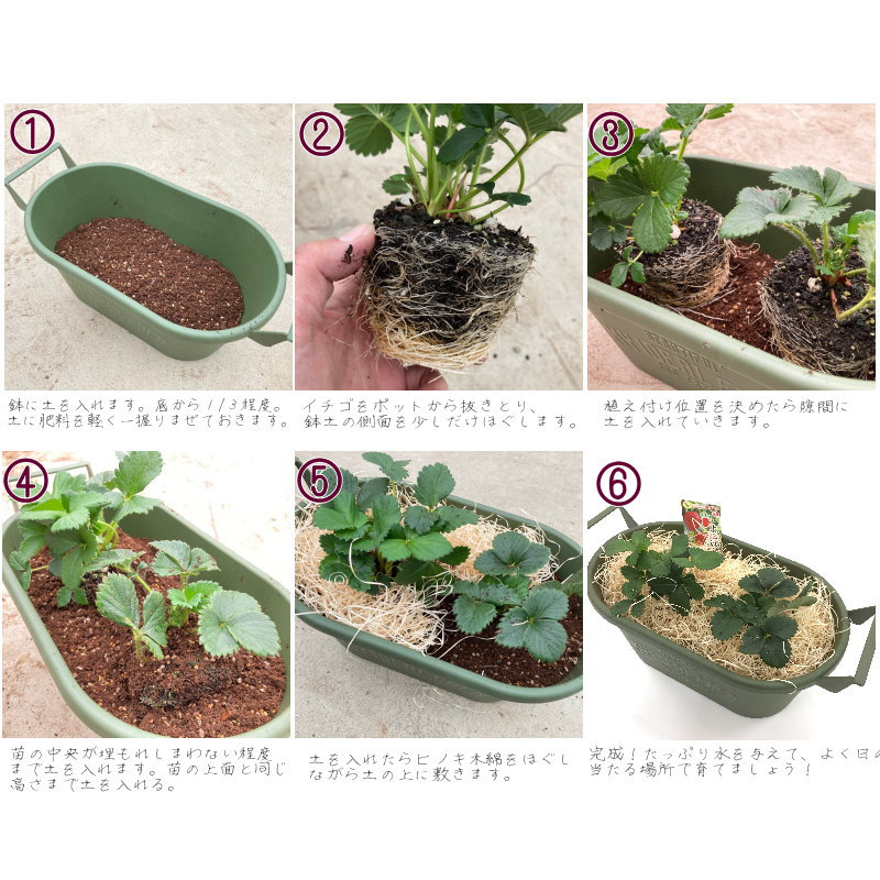 四季なりイチゴ よつぼしイチゴ の栽培セット お届けまでに10日程度頂戴することがございます 産地直送商品 桐生ふぁーむ 草花 赤塚植物園オンライン 花の音