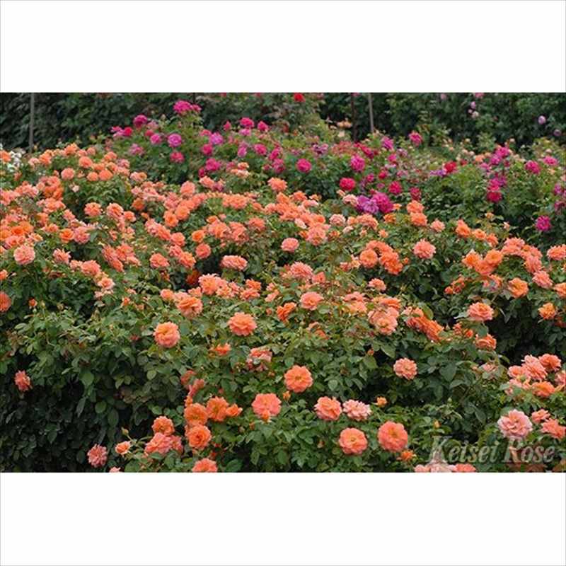 決算P5倍！8/2まで】バラ大苗 ビブレバカンス 7号 京成バラ園芸｜花木