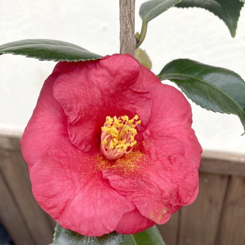 椿 ツバキ 4号 藻汐［こだわりの前田ナーセリー苗］｜花木04-PA | 花木