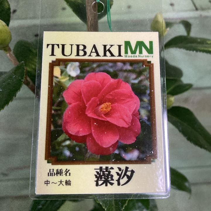 椿 ツバキ 4号 藻汐［こだわりの前田ナーセリー苗］｜花木04-PA | 花木