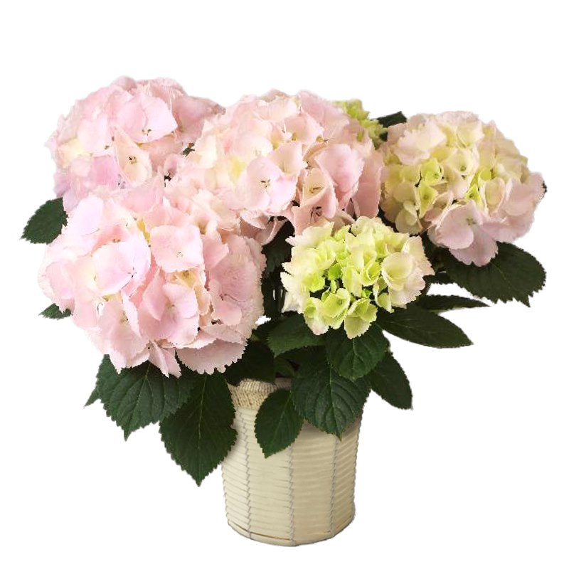 母の日ギフト22 アジサイ ジューンブライド すぐに使える5 Offクーポン利用可 特集 母の日 赤塚植物園オンライン 花の音