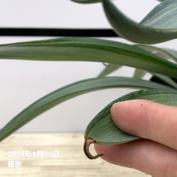 アガベ 6号 デスメティアーナ クイックシルバー｜観葉01-D1 | 観葉