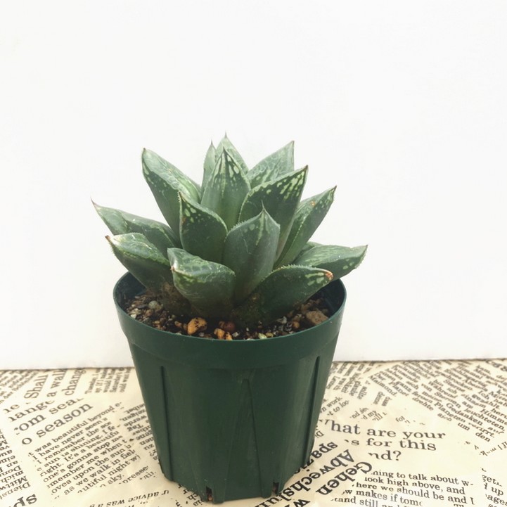 ハオルチア 2.5号 Green iguana［3-30］｜観葉02-D2 | 観葉・多肉