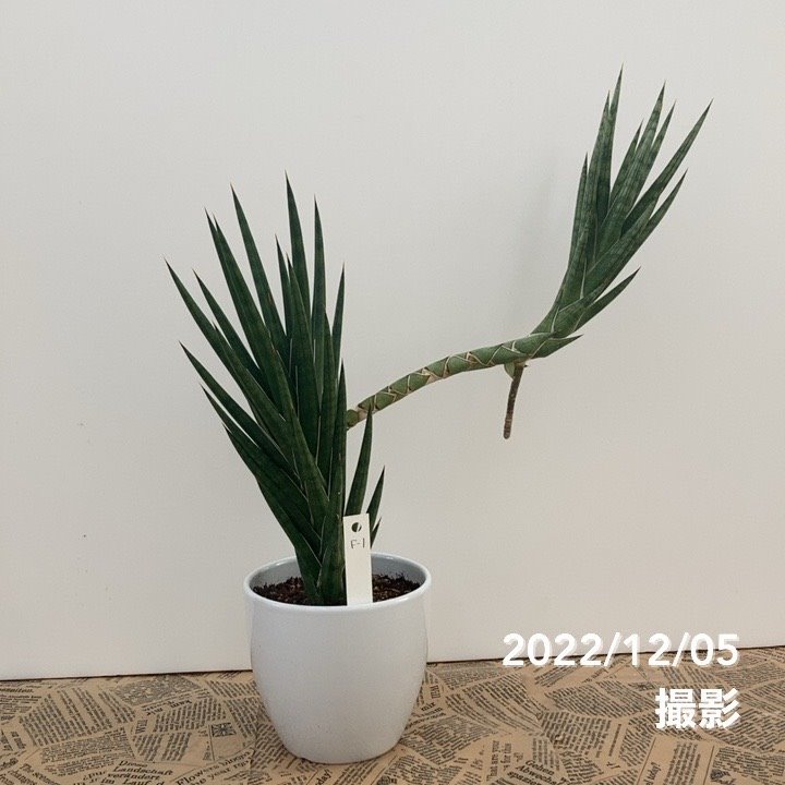 一点物 個性派 サンスベリア 4号 フランシシー クランプ 子株付き 白陶器鉢仕様 F 1 02観葉 観葉 多肉 サンセベリア 赤塚植物園オンライン 花の音