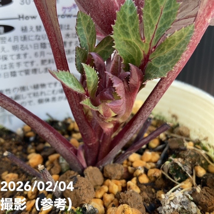 カラーリーフクリスマスローズ 3.5号 ベイクドクッキー 松村ナーセリー