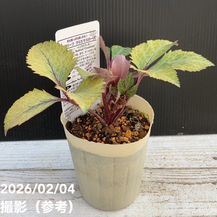 カラーリーフクリスマスローズ 3.5号 ベイクドクッキー 松村ナーセリー