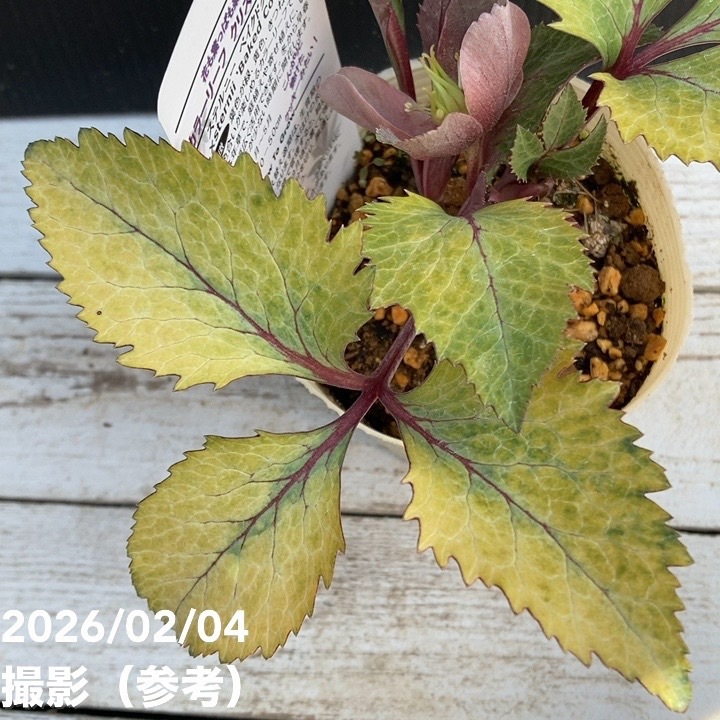 カラーリーフクリスマスローズ 3.5号 ベイクドクッキー 松村ナーセリー