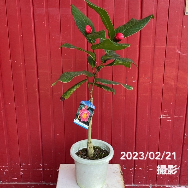 椿 ツバキ 6号 ハイドゥン｜花木04-PA | 花木・庭木,椿（ツバキ