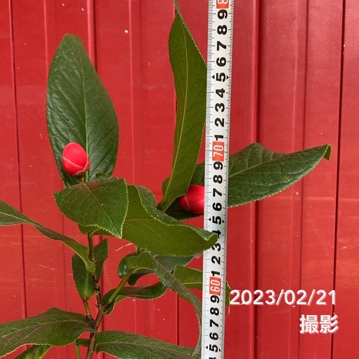 椿 ツバキ 6号 ハイドゥン｜花木04-PA | 花木・庭木,椿（ツバキ