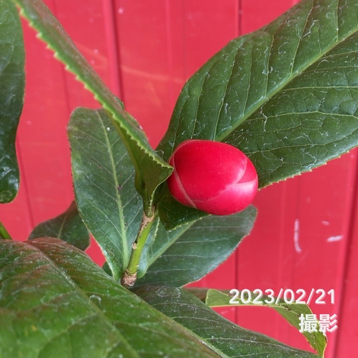 小百合　椿　調整中 椿 ツバキ 6号 ハイドゥン｜花木04-PA | 花木・庭木,椿（ツバキ