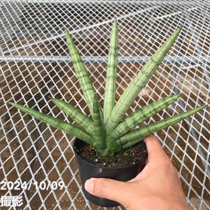 サンスベリア　ロイヤルクラウン  Crown 斑入 サンセベリア ロイヤルクラウン 斑入り「Sansevieria royal