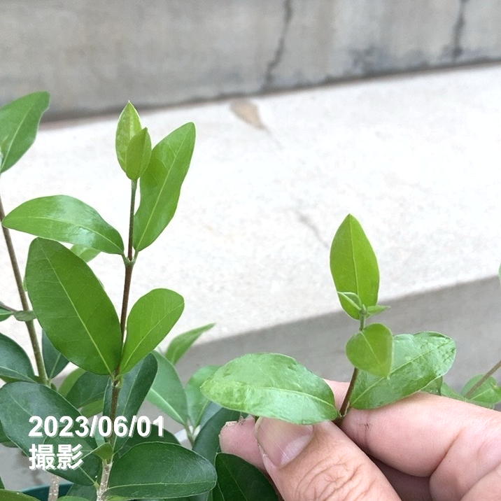 アセロラ フロリダスイート 6号スリット鉢|果樹10-TU