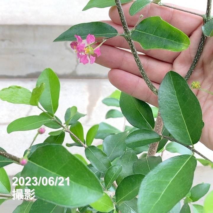 アセロラ フロリダスイート 6号スリット鉢|果樹10-TU