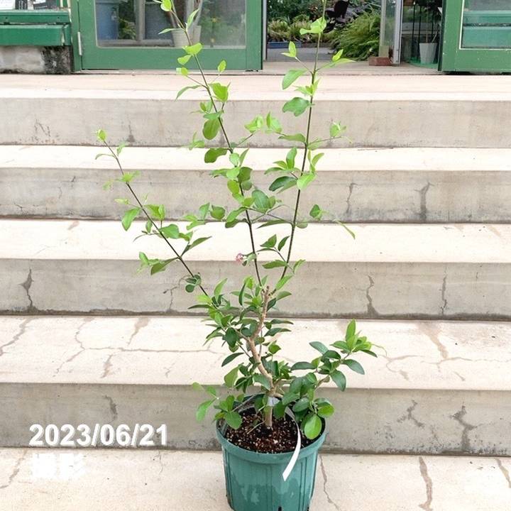 アセロラ フロリダスイート 6号スリット鉢|果樹10-TU