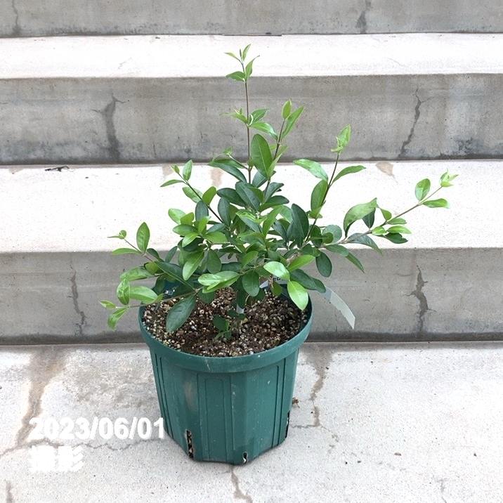 アセロラ フロリダスイート 6号スリット鉢|果樹10-TU