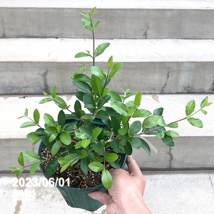 アセロラ フロリダスイート 6号スリット鉢|果樹10-TU