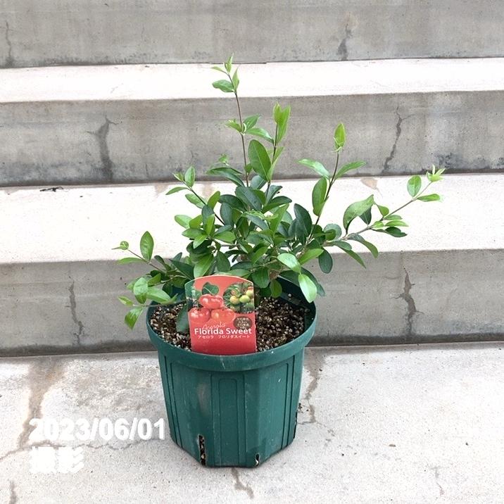 アセロラ フロリダスイート 6号スリット鉢|果樹10-TU