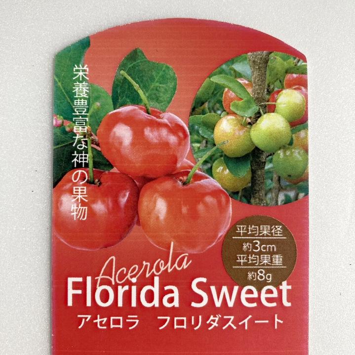 アセロラ フロリダスイート 6号スリット鉢|果樹10-TU