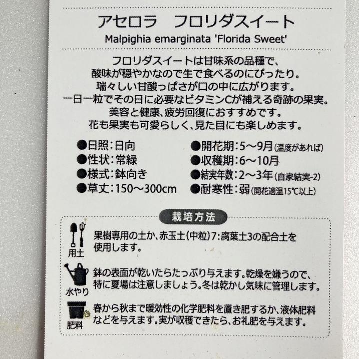 アセロラ フロリダスイート 6号スリット鉢|果樹10-TU