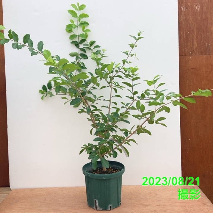 アセロラ フロリダスイート 6号スリット鉢|果樹10-TU