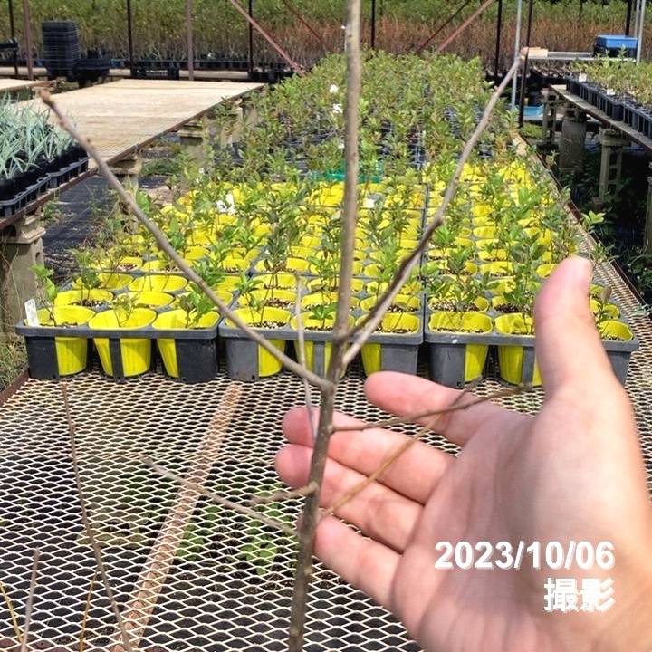 ウィンターベリー オーステルウェイク 雄株 5号｜花木01-D1 | 花木