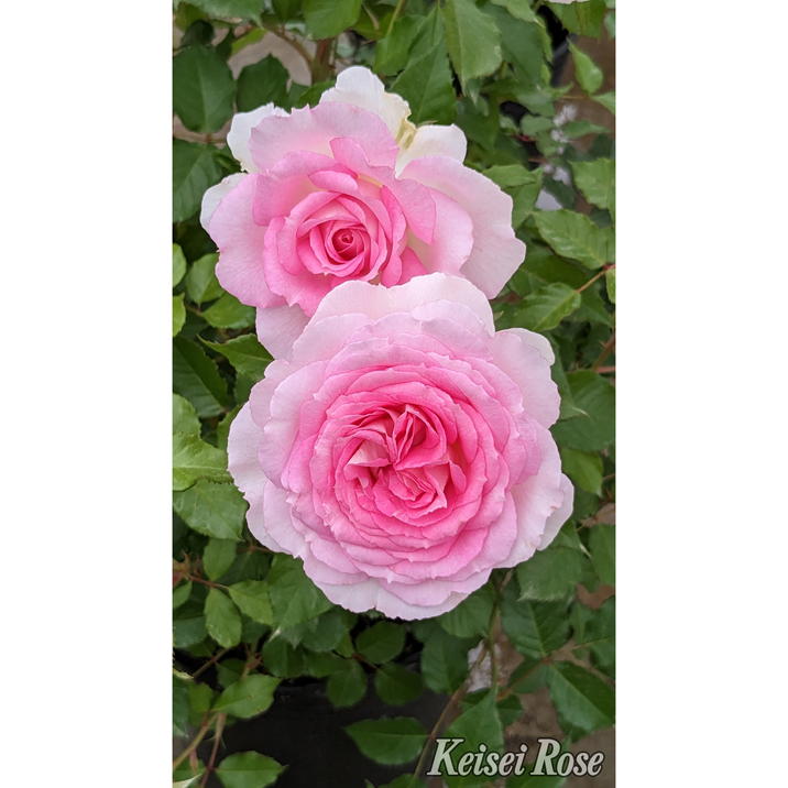 バラ バラ大苗 アダージョ 4.5号ロングポット 京成バラ園芸｜花木04