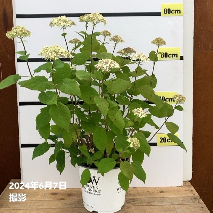 大株＞アメリカあじさい ライムのアナベル 7号 PVP｜花木10-TU | 花木