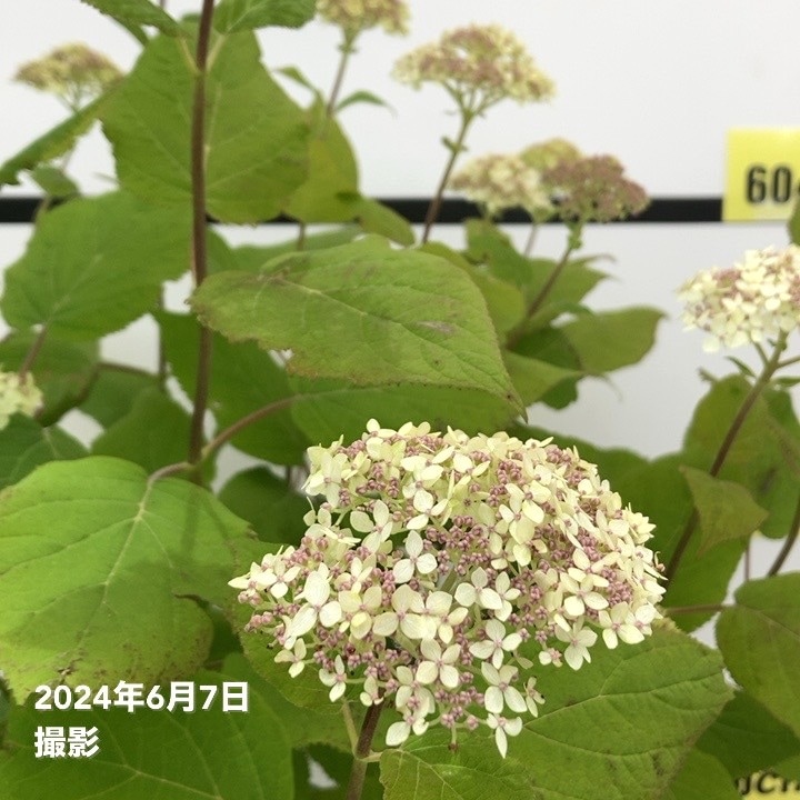 大株＞アメリカあじさい ライムのアナベル 7号 PVP｜花木10-TU | 花木