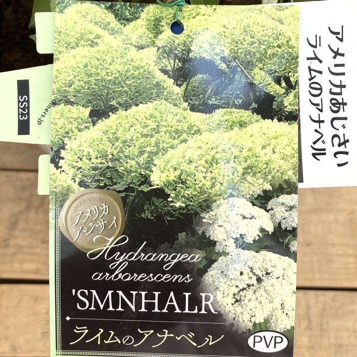 大株＞アメリカあじさい ライムのアナベル 7号 PVP｜花木10-TU | 花木