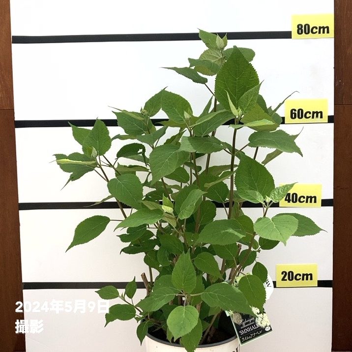 レアバラ　大株　接木 大株＞アメリカあじさい ライムのアナベル 7号 PVP｜花木10-TU | 花木