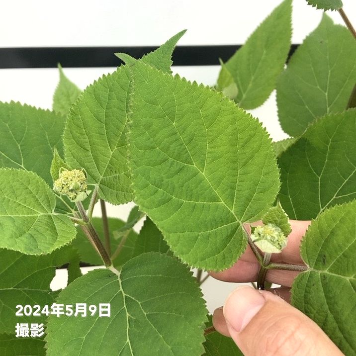 大株＞アメリカあじさい ライムのアナベル 7号 PVP｜花木10-TU | 花木