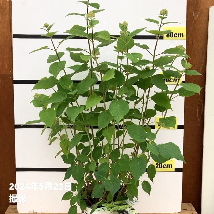 大株＞アメリカあじさい ライムのアナベル 7号 PVP｜花木10-TU | 花木