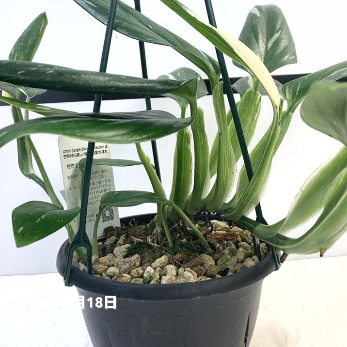 モンステラ レモンライム バリエガーター A 園芸ネット本店｜[ザ