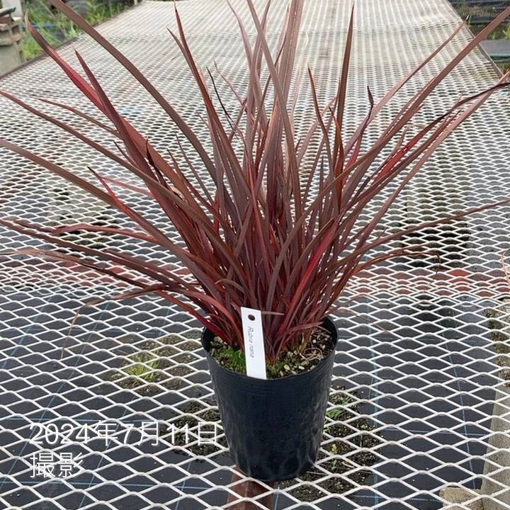 ☆ニューサイラン 4株！ ニューサイラン｜株式会社Four Leaf