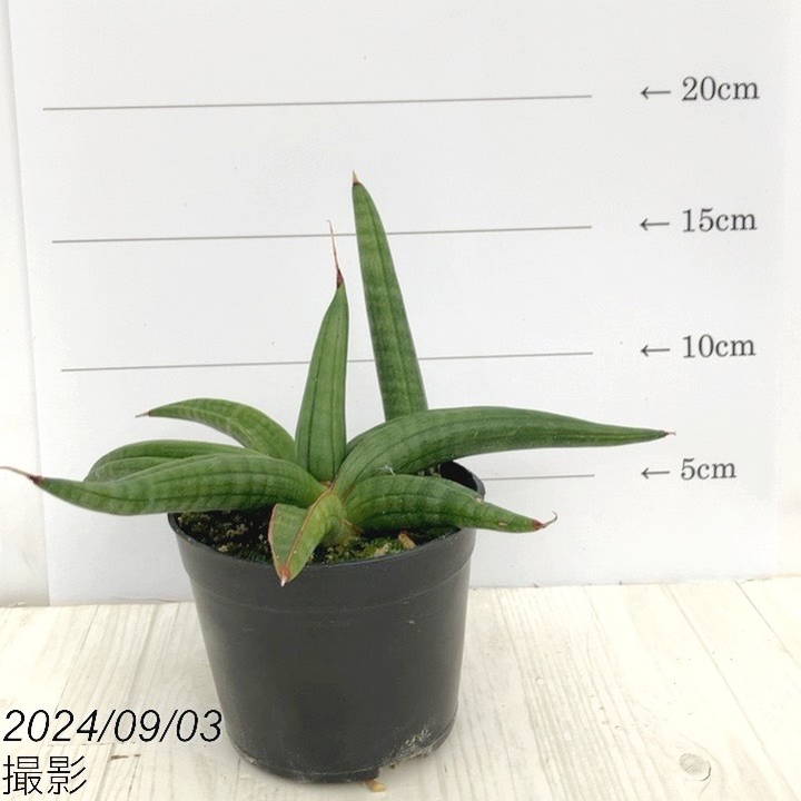 サンセベリア　パテンス　苗　サンスベリア　多肉植物 現品］【希少】サンスベリア パテンス 斑入り 4号 観葉植物 室内 レア