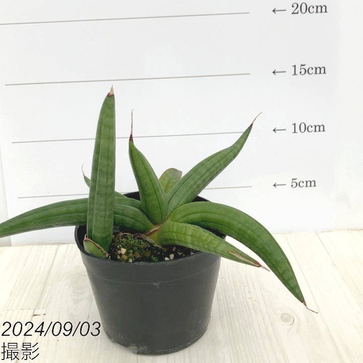 ③ 中 サンスベリア ロリダ 斑入り ベアルート ③ 中 サンスベリア ロリダ 斑入り ベアルート ⑤ 中 サンスベリア