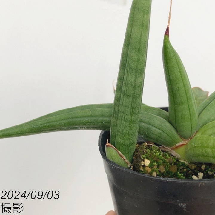 サンセベリア　パテンス　苗　サンスベリア　多肉植物 現品］【希少】サンスベリア パテンス 斑入り 4号 観葉植物 室内 レア
