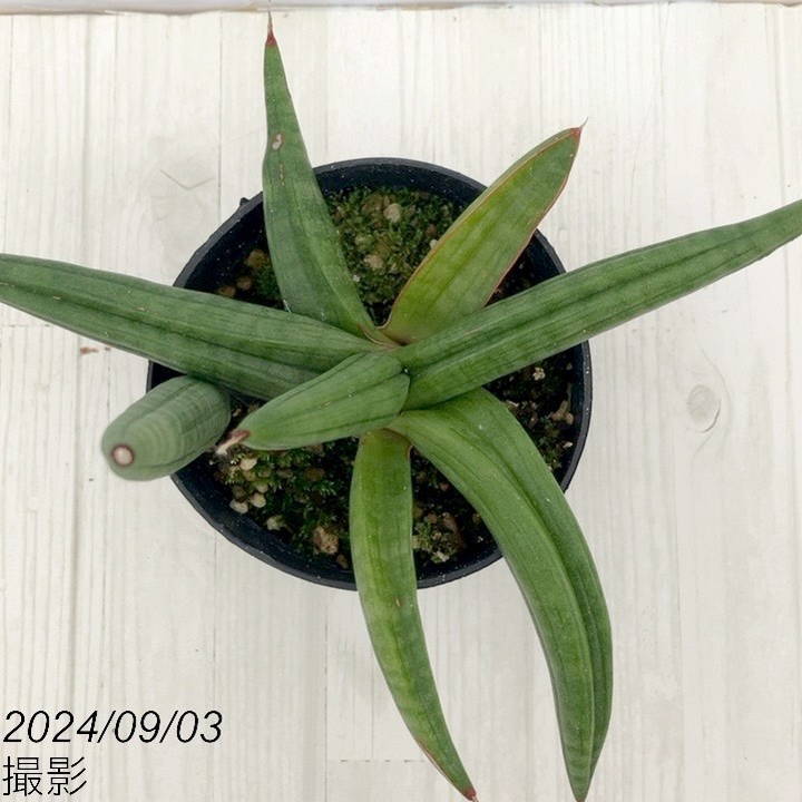 サンセベリア　パテンス　苗　サンスベリア　多肉植物 現品］【希少】サンスベリア パテンス 斑入り 4号 観葉植物 室内 レア