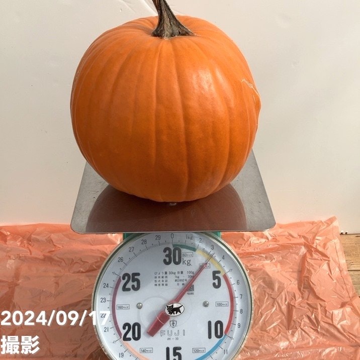 【みかんその2】ハロウィンかぼちゃ　本物 Lサイズ（2個）本物ハロウィンカボチャ - メルカリ