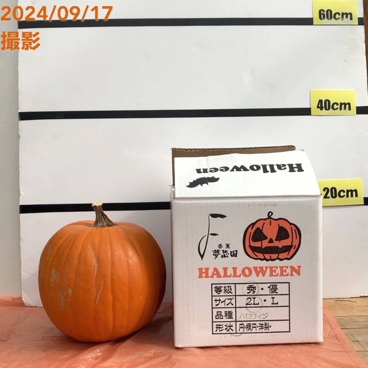 ハロウィン★カボチャジュース HOT or ICED？ ハロウィン限定 カボチャのスムージー “ジャック・オー