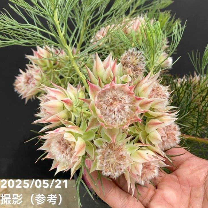 セルリア プリティーピンク 5号｜花木10-TU | 花木・庭木