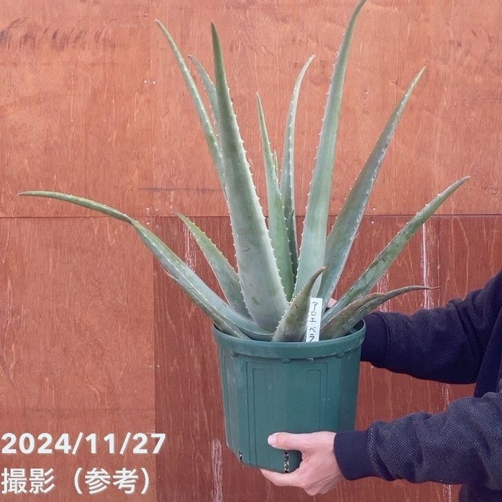 現品お届け】アロエ ベラ 8号スリット鉢｜観葉10-TU | 観葉・多肉