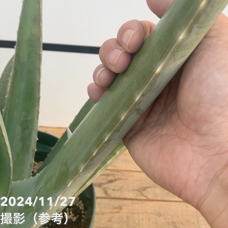 現品お届け】アロエ ベラ 8号スリット鉢｜観葉10-TU | 観葉・多肉