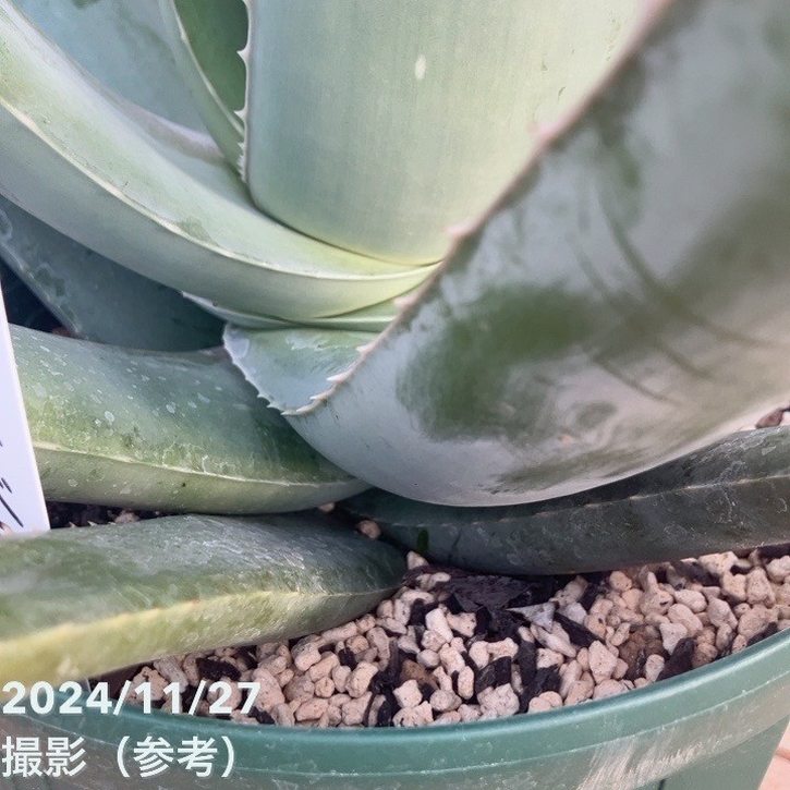 現品お届け】アロエ ベラ 8号スリット鉢｜観葉10-TU | 観葉・多肉